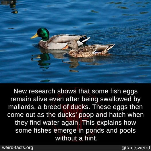 Orsolya Vincze tweet media