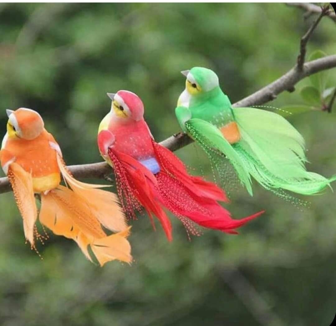 이렇케 예쁜새 도
있네요
선녀새 ~~~~
#돌나라
#오가닉