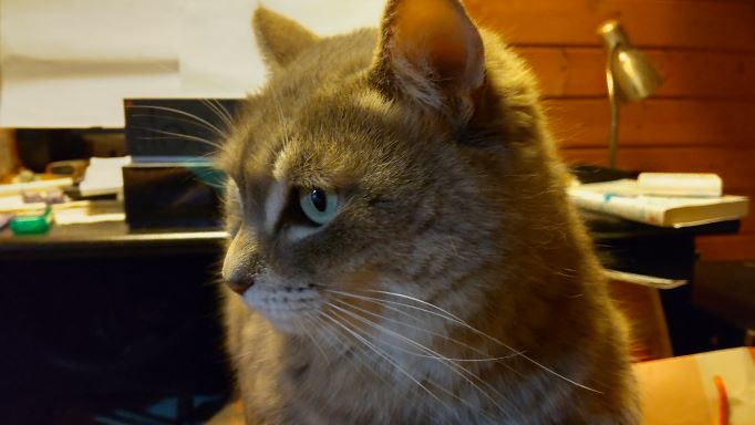 12ax70's tweet photo. 2022年2月22日　ねこの日 https://t.co/Z5Kcv7FvZ2