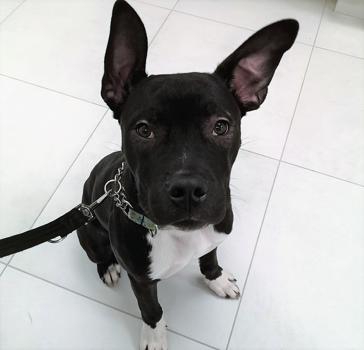 DrEllenKinzl's tweet photo. Introducing Banks, the American bulldog puppy: So full of beans and yet SO professional at stopping for a photo shoot!
.
.
#americanbully #bulldogs #toronto #puppies #bullypuppies #canarydistrict #CDAH https://t.co/4TAxElAjae