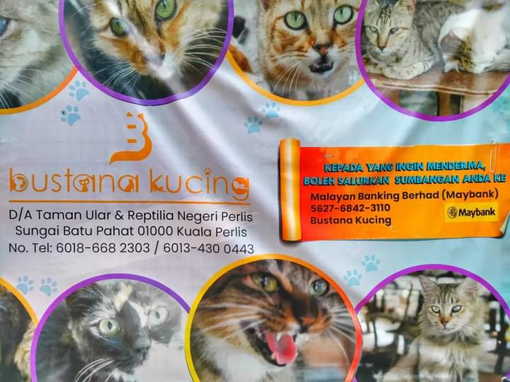 ‼️‼️‼️Urgent tweet‼️‼️‼️ 

Hello guys, 2000 cats need your help, if you want to give donation you can directly bank in to them, please help RT this, I try my best my best to help😿😿😿

Bustana Kucing FB
facebook.com/bustanakucing/