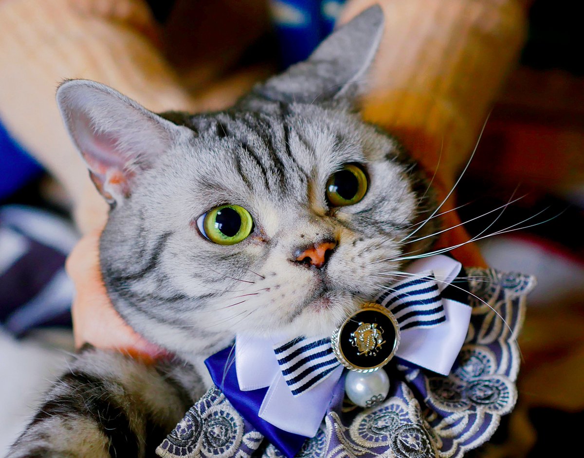 Jack_sk's tweet photo. 2022.2.22.22:22
スーパー猫の日ってことで久しぶりにアスカの写真を
カメラを向けると逃げるので後ろから親に捕まえてもらったら、早く撮影終わらせて解放してくれ！って表情になりました
#猫の日 https://t.co/ECsnbQLODN