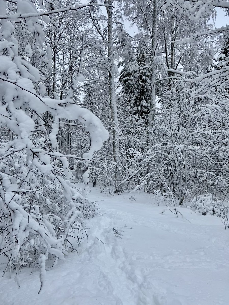 After the storm yesterday, I think I could actually meet mr. Tumnus today 👀✨🤞