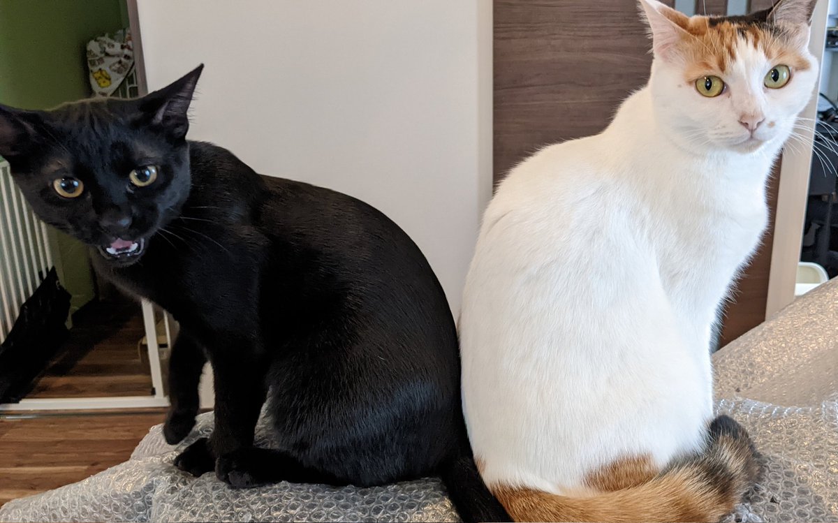 ねこじろう (@nekojiro_cat4) / Posts / X