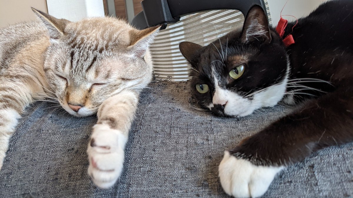 ねこじろう (@nekojiro_cat4) / Posts / X