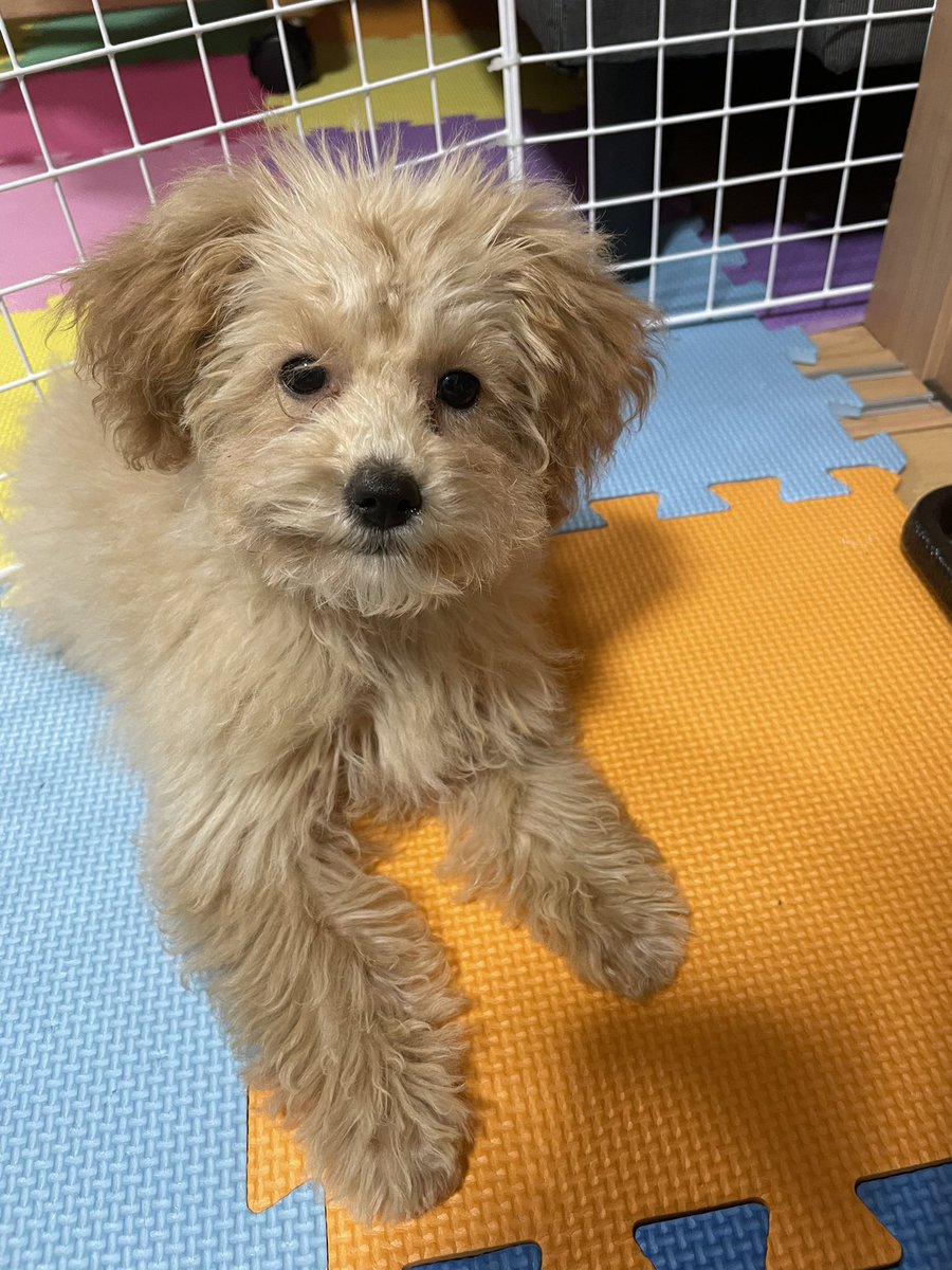 coron__1101's tweet photo. #トリミング 
思ってたんと違う… https://t.co/xiGcSkNJ1H