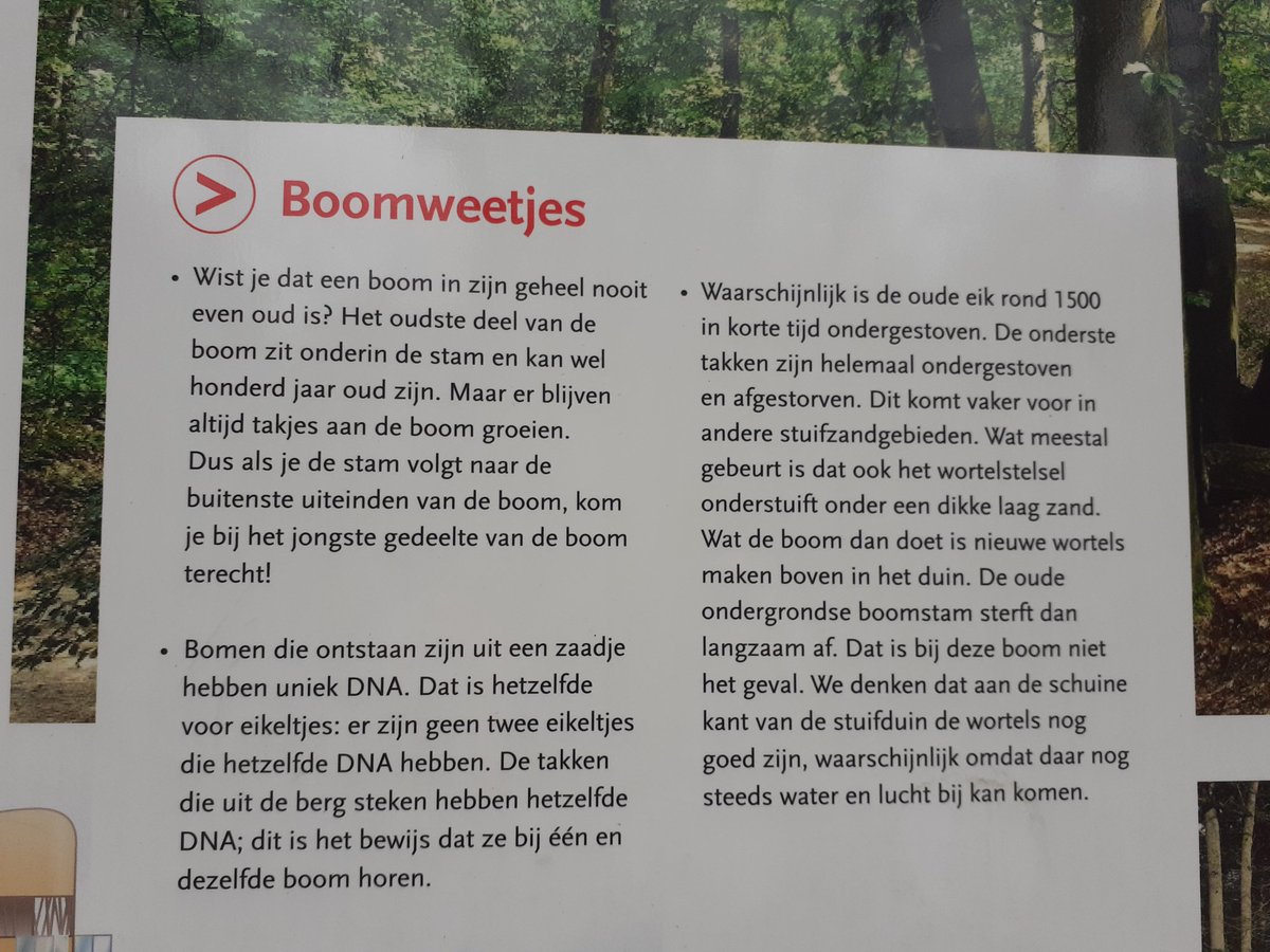 De 300+ jarige Bosberg eik in Appelscha heeft voor een groot deel de storm niet overleefd. Wie kan ons helpen om het DNA van deze bijzondere boom te behouden?
Ben jij of ken jij iemand die veel verstand heeft van enten en wil je ons helpen? Stuur mij een bericht