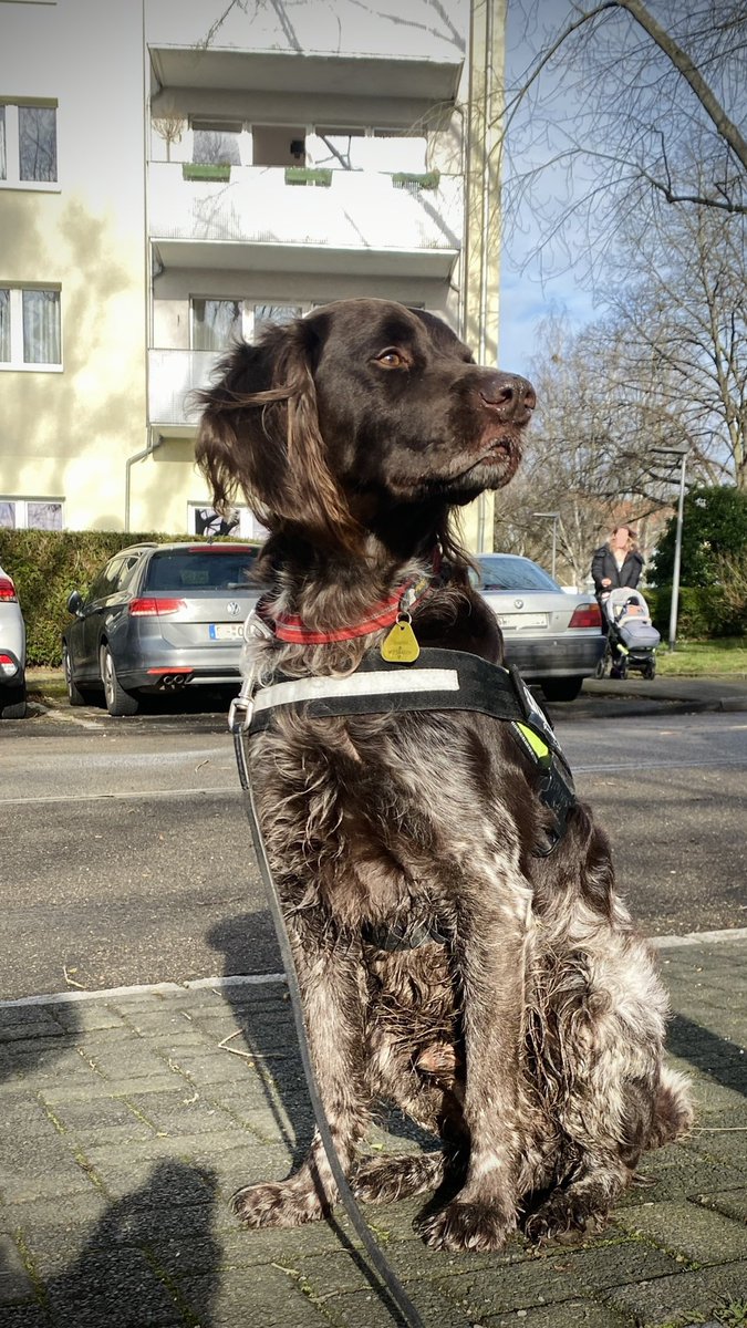 stereozwo's tweet photo. Bereit für den Einsatz! #mantrailer #trailingdog https://t.co/HOaUimdaPC