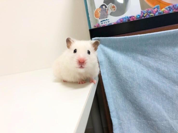 tofusora_ham's tweet photo. 🥺 https://t.co/gIxgM0Smlo