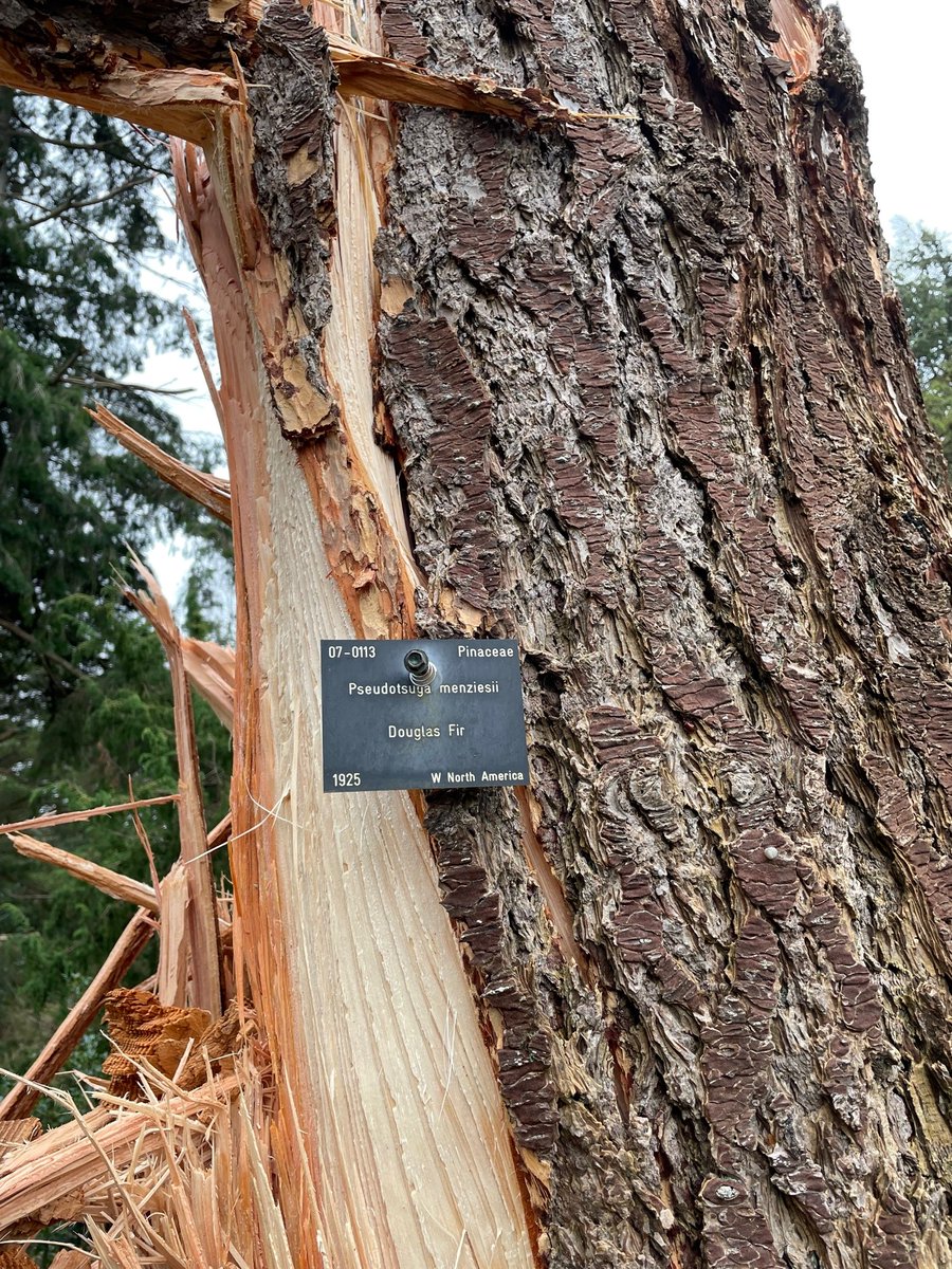 We planned to wish you a happy 2s day today as it's 22/2/22! However, following damage to the National Pinetum and forest trails, Bedgebury remains closed. 
We aim to re-open on Friday 25 February.
Please check our website before you travel➡️
forestryengland.uk/bedgebury
#StormEunice