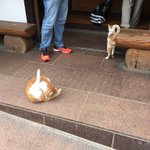 ツイートに含まれる画像