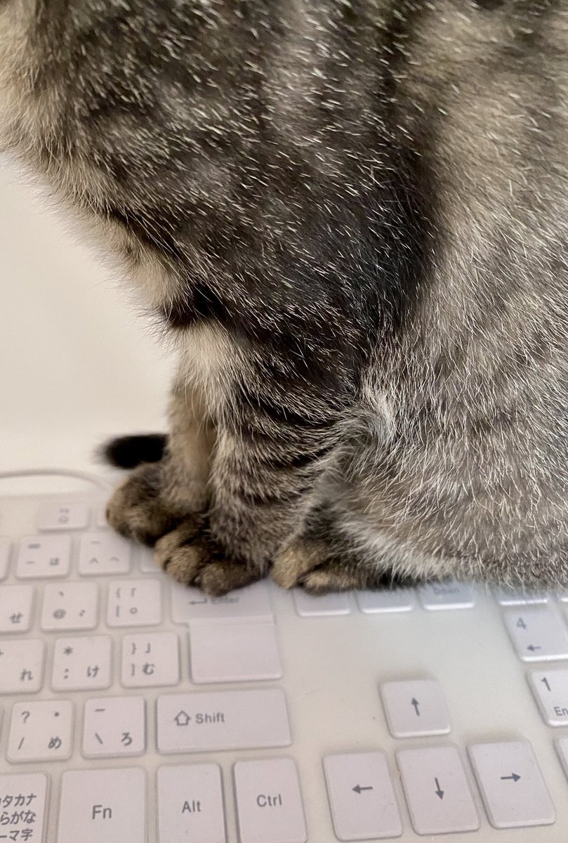 eco_uka's tweet photo. PTチャットやFCチャット荒らしてすみませんでした。#ねこの日 #ff14 https://t.co/YVUKiX5BPE