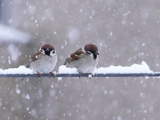 スズメ 高画質 のtwitterイラスト検索結果 古い順