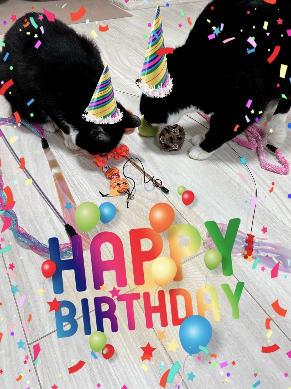 Gero 今日はうどんとさぬきの誕生日だったからオモチャめっちゃ買って猫用のケーキも買ったけど全部クンクン匂いを嗅ぐだけで相手してくれなかったよ それでもぼくは幸せです 誕生日おめでとう うーちゃんさぬちゃん T Co Gero 今日はうどんとさぬきの誕生日だったからオモチャめっちゃ買って猫用のケーキも買ったけど全部クンクン匂いを嗅ぐだけで相手してくれなかったよ それでもぼくは幸せです 誕生日おめでとう うーちゃんさぬちゃん T Co