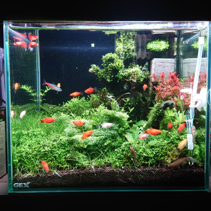 水草水槽に最適な水質 ーph6 5以下 Gh3以下を目指して調整しよう ー Ordinary Aquarium