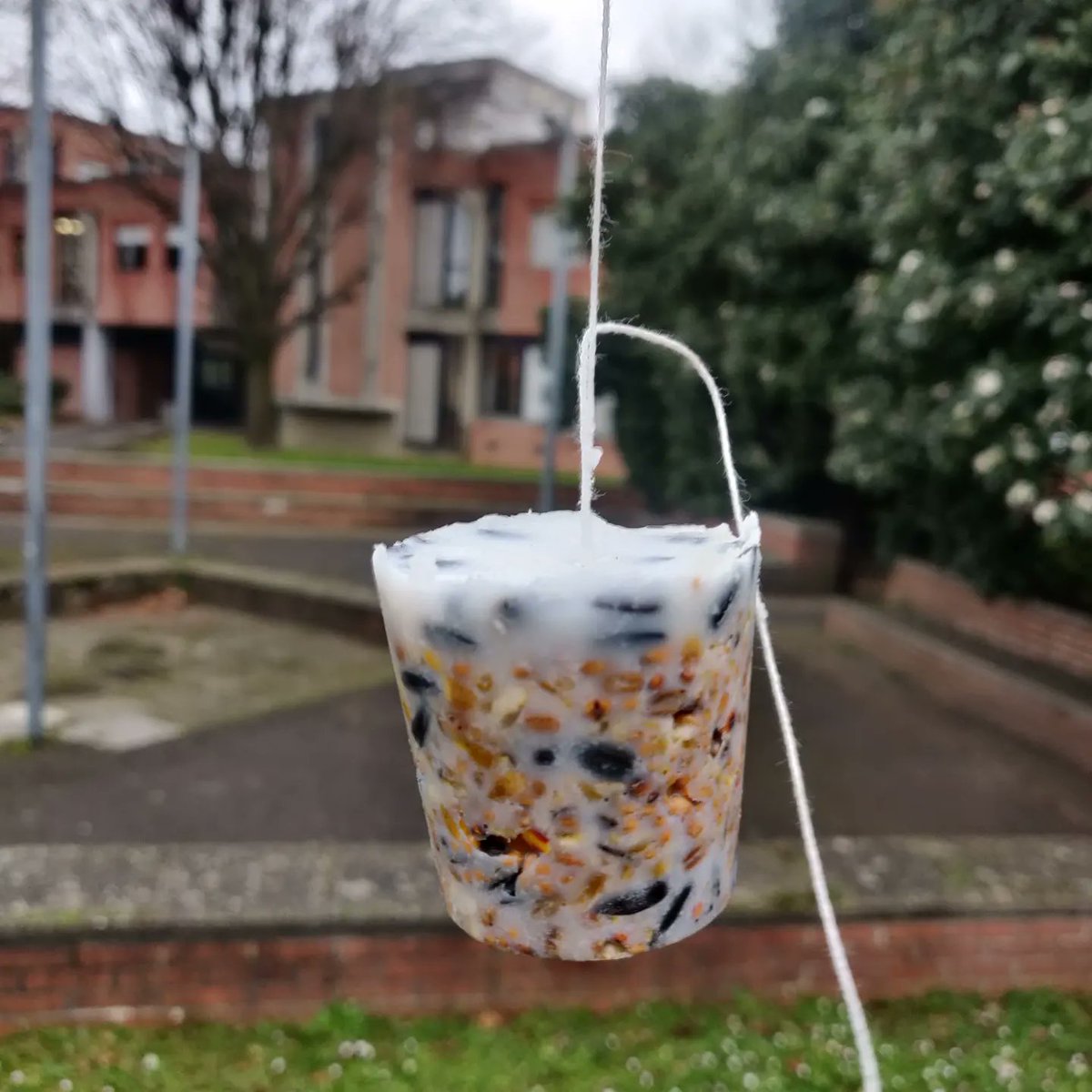 ecodelegues_jb's tweet photo. Hier, c'était la fête des semis au lycée Jacques Brel 🎊! Au programme : ateliers de cuisine🍳, fabrication de boules de graines et graisse pour les oiseaux🐦, bombes de graines... Et les premiers semis de l'année bien sûr !🌱 https://t.co/m1KxDaDDOs