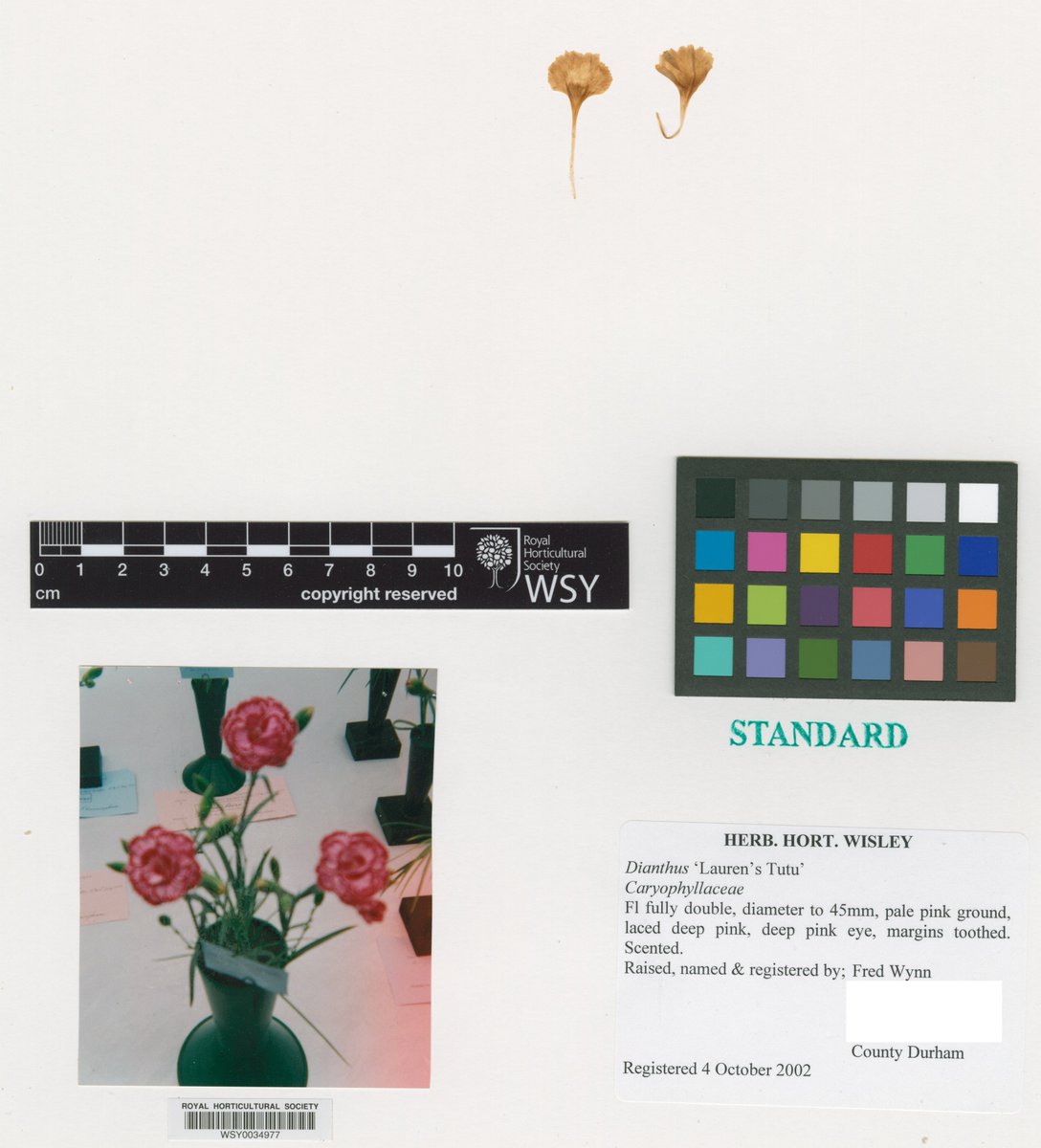 I know I have already said it but I shall say it again, I love working with cultivars!  Here are two Tutus on 2 2 22  <a href="/The_RHS/">The RHS</a> herbarium