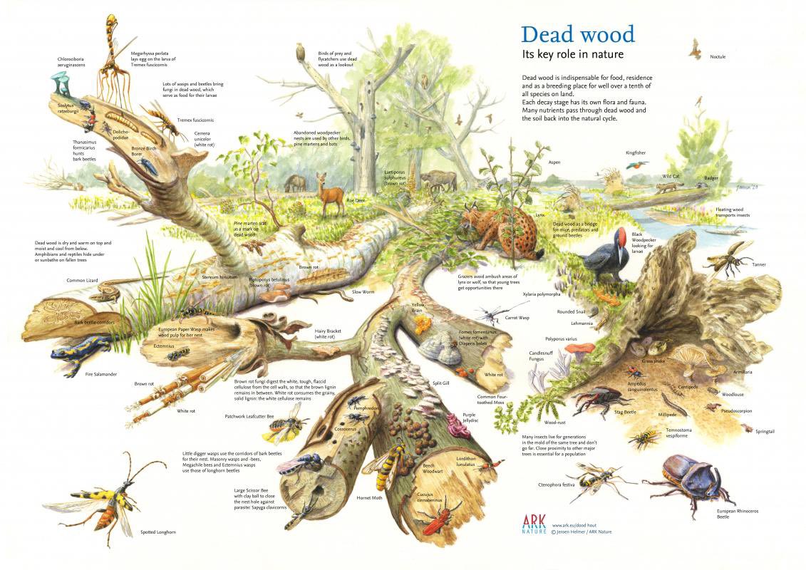 Maybe time to consider a new term for 'deadwood' given it's anything but dead! Any ideas?