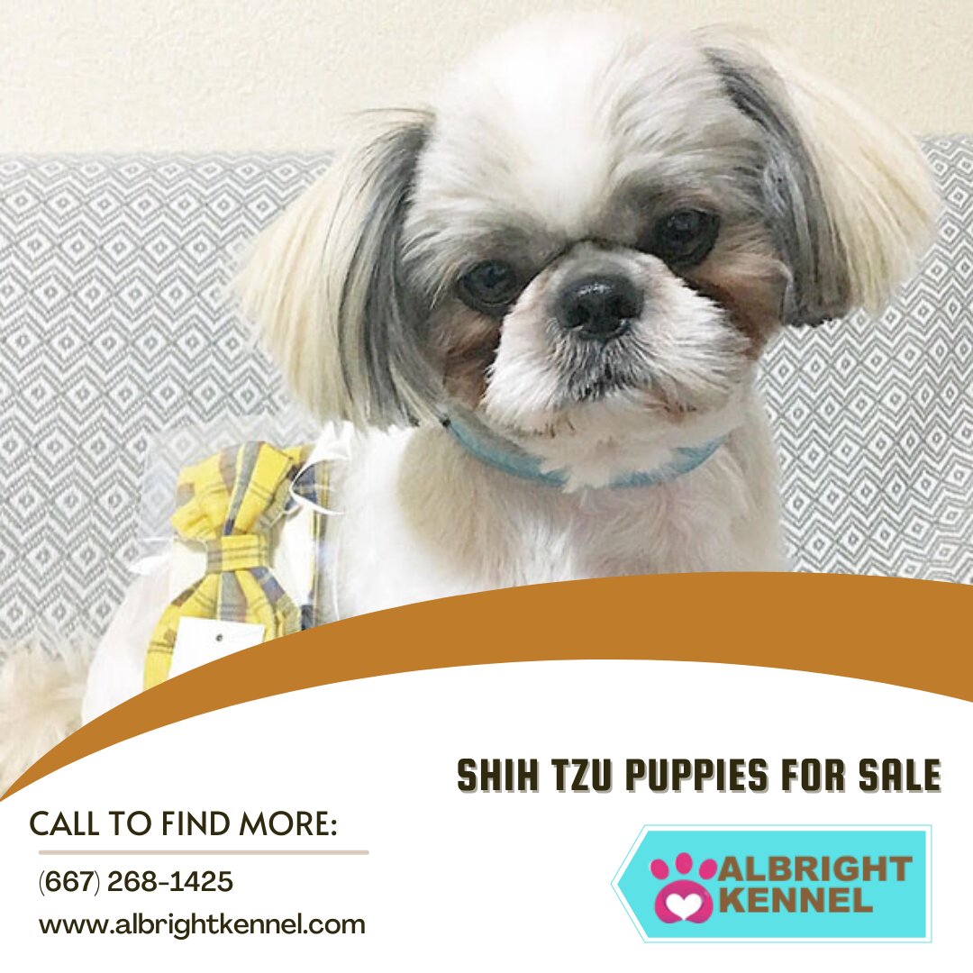 Are Shih Tzu Aggressive Dogs