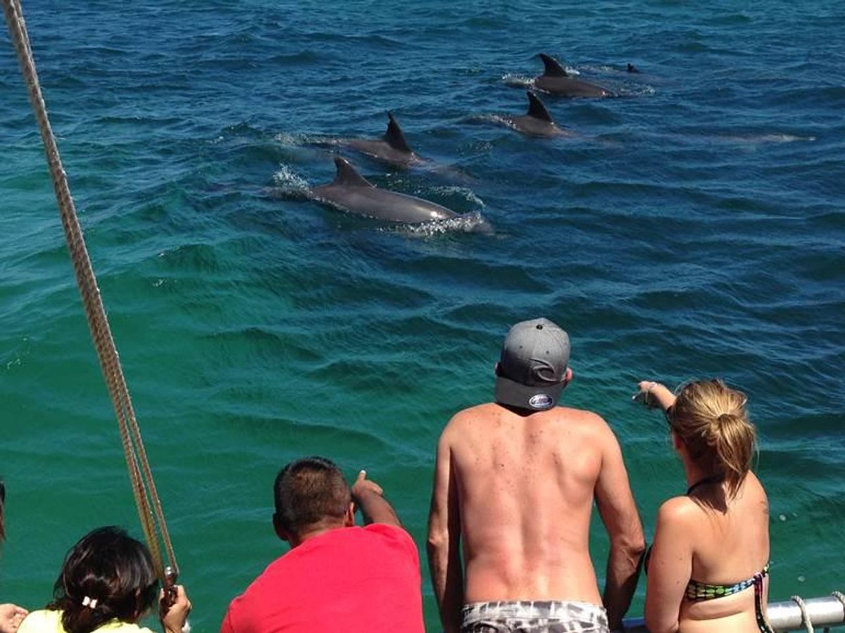 Pay $2.50 for a Splash ‘n’ Slide Dolphin Watching Cruise family ticket  (save $100.00) when using 2 parenting vouchers.
Call 4984 9388 with your voucher numbers to book.  #dineanddiscover #dolphinwatching #familyticket #portstephens