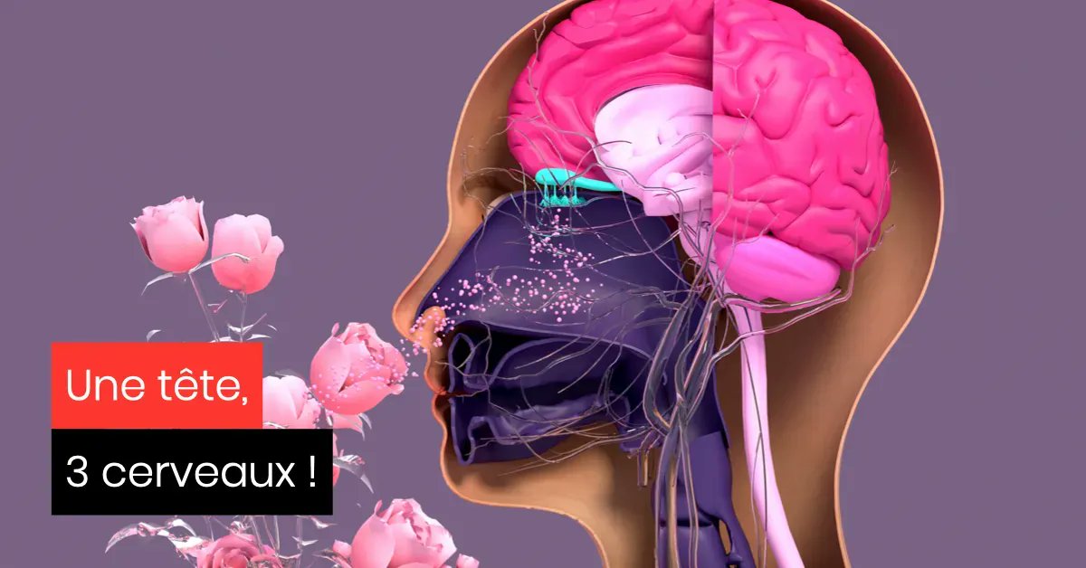 marcvanrymenant's tweet photo. Reptilien, limbique, néocortical. Depuis des milliers d’années, le cerveau se coupe en trois pour guider les choix humains, entre survie et réponses positives à ses besoins.  
https://t.co/Tti1fvkTs9 https://t.co/v1LUumf9fE