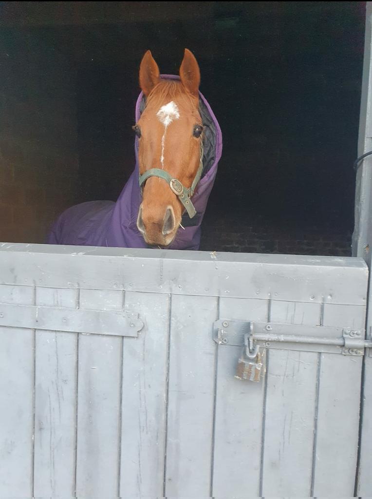 RacingMonaghan's tweet photo. Unas Pleasure ex. Presenting on her way to Beeches Stud for a hot date with Mahler....Champion Son of Galileo @coolmorestud #breedingseason  https://t.co/InR3iYXhvg https://t.co/tuEQhR0VQT