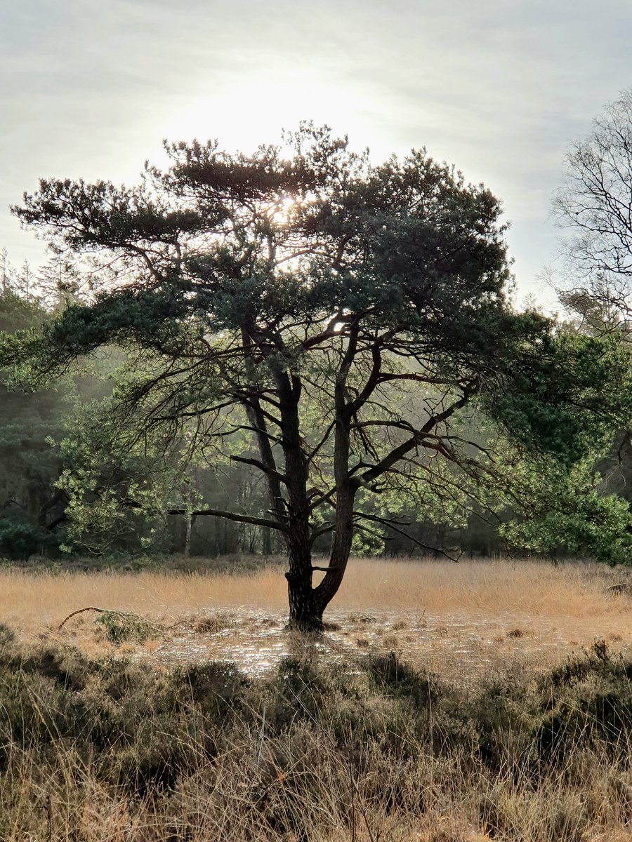 Stilte na de storm 💚 ook vandaag zijn de boswachters nog druk bezig met het opruimen van stormhout, het is nog lang niet overal veilig in het bos dus blijf voorzichtig! <a href="/staatsbosbeheer/">Staatsbosbeheer</a>