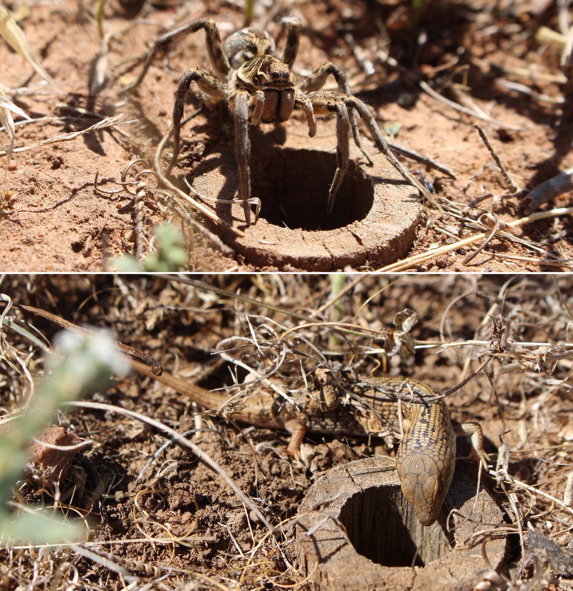 GerrutN's tweet image. The wolf spiders and pygmy bluetongues use the artificial burrows we provide as part of the translocation efforts, but only the spiders also create their own, which the lizards also use, so the spiders are essential for the conservation of this lizard @JessaClayton @MikeG_lizards