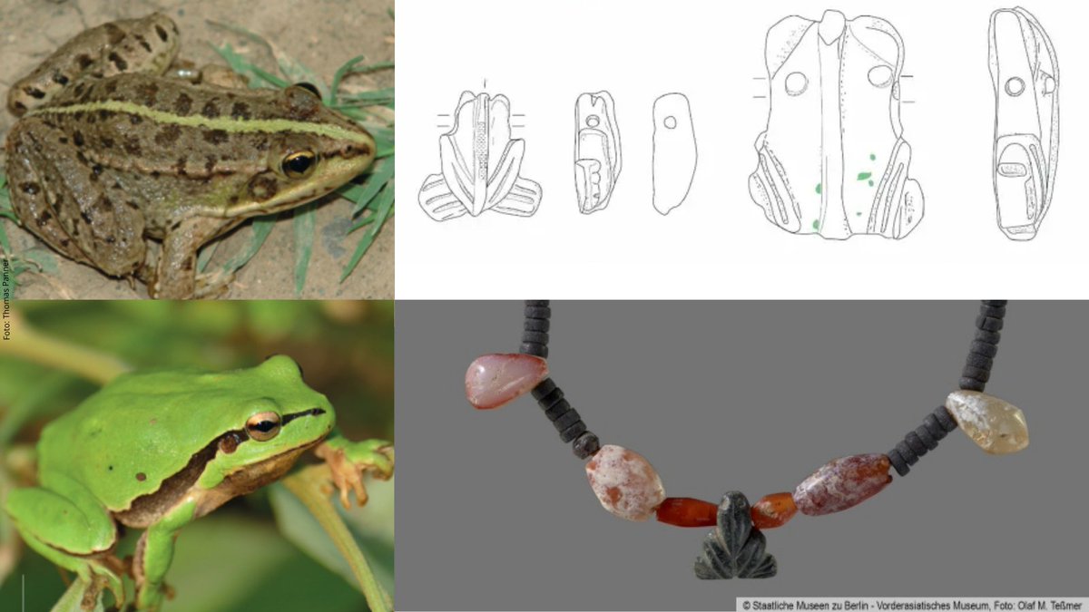 eva_goetting's tweet photo. What happens if an archaeologist &amp; a herpetologist brew beer together? Right, they come up with ideas how to combine their scientific work. The result: A herpetological approach to the magico-medical use of frogs &amp; frog-amulets in Mesopotamia by @CarolinDittrich @mfnberlin &amp; me. https://t.co/V0HzX64cCQ