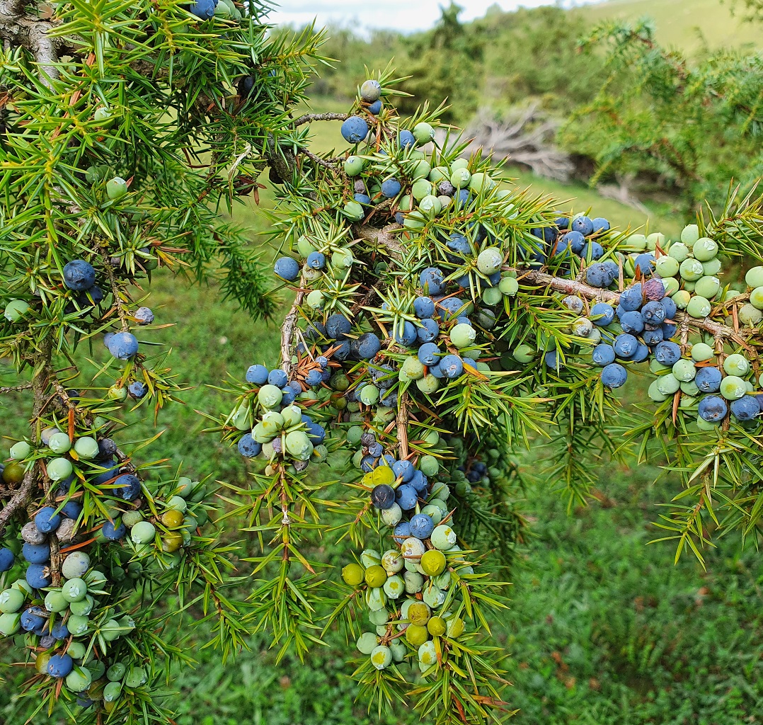 Listen to <a href="/Mattpitts1974/">Matt Pitts</a> on <a href="/BBCWiltshire/">BBC Wiltshire</a> this lunchtime - c.1.30pm, in situ at the #juniper restoration site in the Wylye valley where thousands of seeds have been sown on special scrapes in the hopes that juniper will become a more familiar feature in the chalk landscape here.