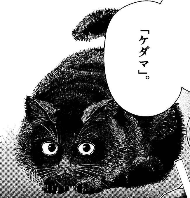 2022,2/22、にゃーお、にゃーにゃー、にゃんにゃんにゃんということですごい「猫の日」ですね。
「ケダマ」ちゃんです。 