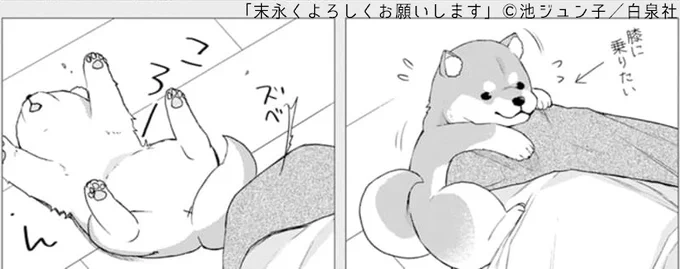 わふわふわおん!
(本日3月23日は世界子犬の日だとか!?
いつも応援してくれる皆様のために特別に!
モモさんの子犬時代をおすそわけいたします✨
きゃわわなモモさんです🍑
……今ももちろん可愛いですよね?)
#末よろ 