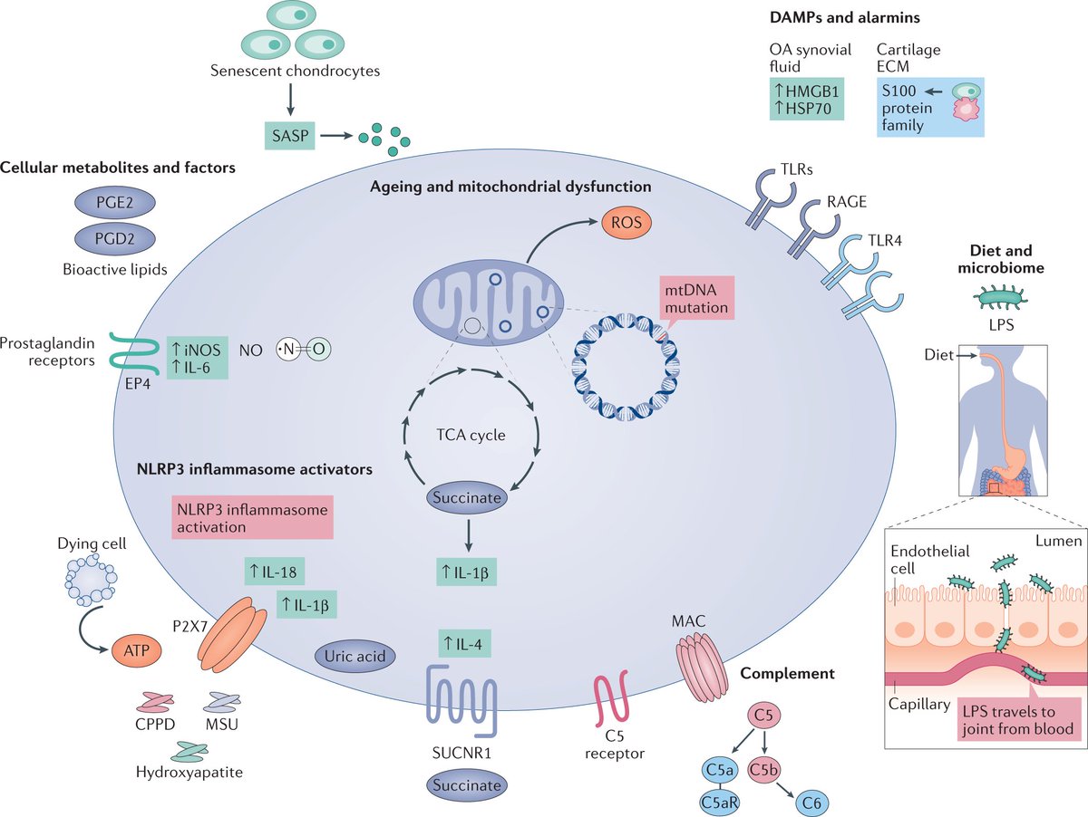 Our latest #Review is online now!
 
Synovial inflammation in osteoarthritis progression 

Read it for #free at rdcu.be/cHvQ5  

#RheumTwitter #SharedIt #synovitis