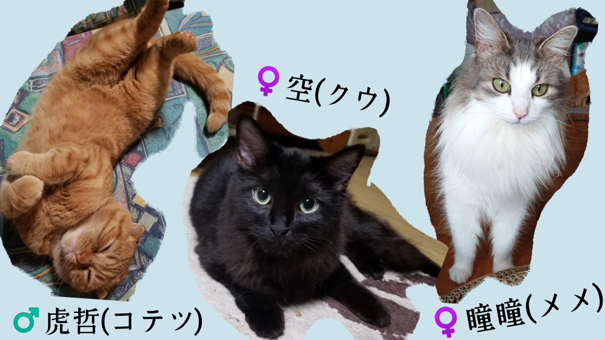 RyuoneRegulus's tweet photo. 2022年2月22日
猫の日という事で改めてうちのニャンズ🐈をご紹介致します😎

#猫の日 #猫 #保護猫
#スコティッシュフォールド #茶トラ
#ノルウェージャンフォレストキャット
#シャム猫 #黒猫 #キジトラ猫
#猫のいる生活 #猫のいる暮らし #猫のいる幸せ
#猫好きさんとつながりたい
#無言フォロー大歓迎 https://t.co/cVHlj0JE61