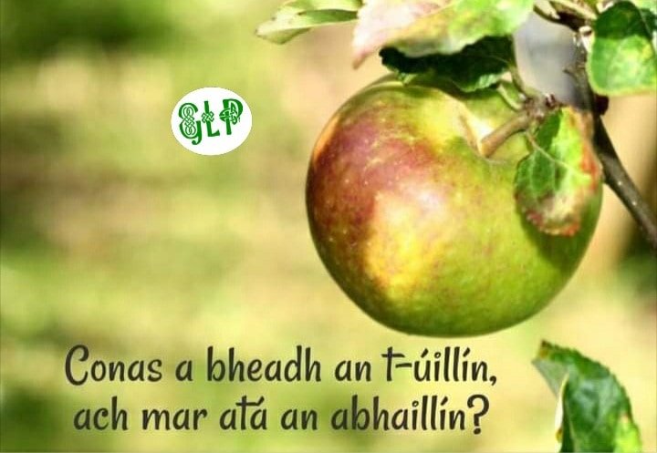 GaeilgeP's tweet photo. Conas a bheadh an t-úillín, ach mar atá an t-abhaillín? #crann #úll #abhaill #tuismitheoir #dúchas #seanfhocal #gaeilge #gaeilgelepád #glp https://t.co/axCZBrLxHg