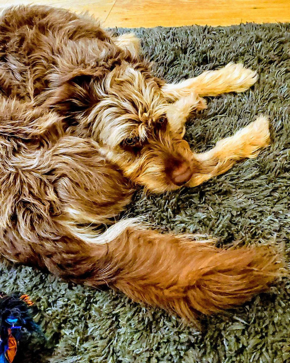 MoonTails's tweet photo. Naptime. #dogsoftwitter 🐶 https://t.co/JhShGhxMpP