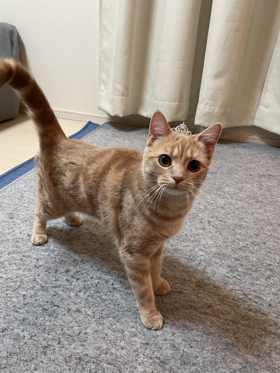 UchinekoChannel's tweet photo. ティアラでおめかし👸
きなこ姫🥰

#猫　#スコティッシュフォールド #猫好きさんと繋がりたい
#スーパー猫の日 https://t.co/6xAdiNqqps