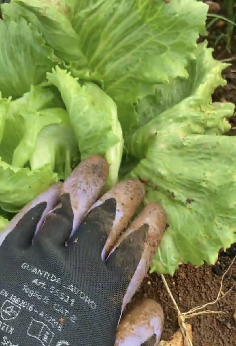 GlanMarket's tweet photo. 🚨MISSION ACCOMPLIE 🚨
Glan'Market vous remercie d'avoir participé à l'opération glanage du 20 février 2022 chez  Mrsalade Lucol .
Grâce à vous, 1,3T de pastèques🍉 et 205 kg de salades🥬 ont pu être sauvés 👏🏾 🎉
♻️100% d’héroïsme #antigaspi 💪🏿
https://t.co/0jiQ0ALZvA https://t.co/OrwVxWzcmP