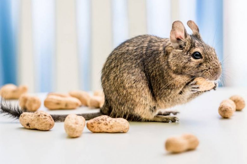 🥰Rūpes par mājdzīvnieku ir lielisks veids, kā mācīt bērnam atbildību. 

🐇 Esam apkopojuši piecas izplatītas grauzēju šķirnes, kas piemērotas mājdzīvnieka lomai: ej.uz/4fgn 

#GodaĢimenesApliecība #GodaĢimenesKarte #saliedētība
