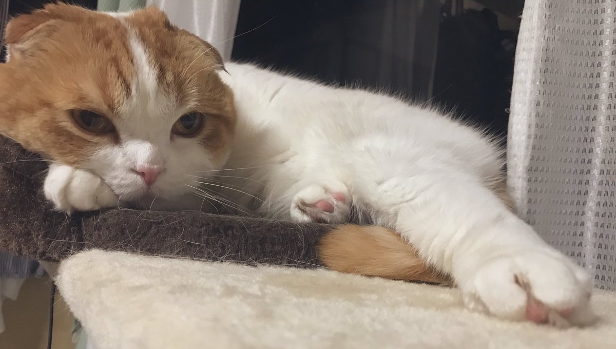 wataamemof's tweet photo. のんびりしてるわたあめ🐱
#猫の日 https://t.co/F7chzodz5Q