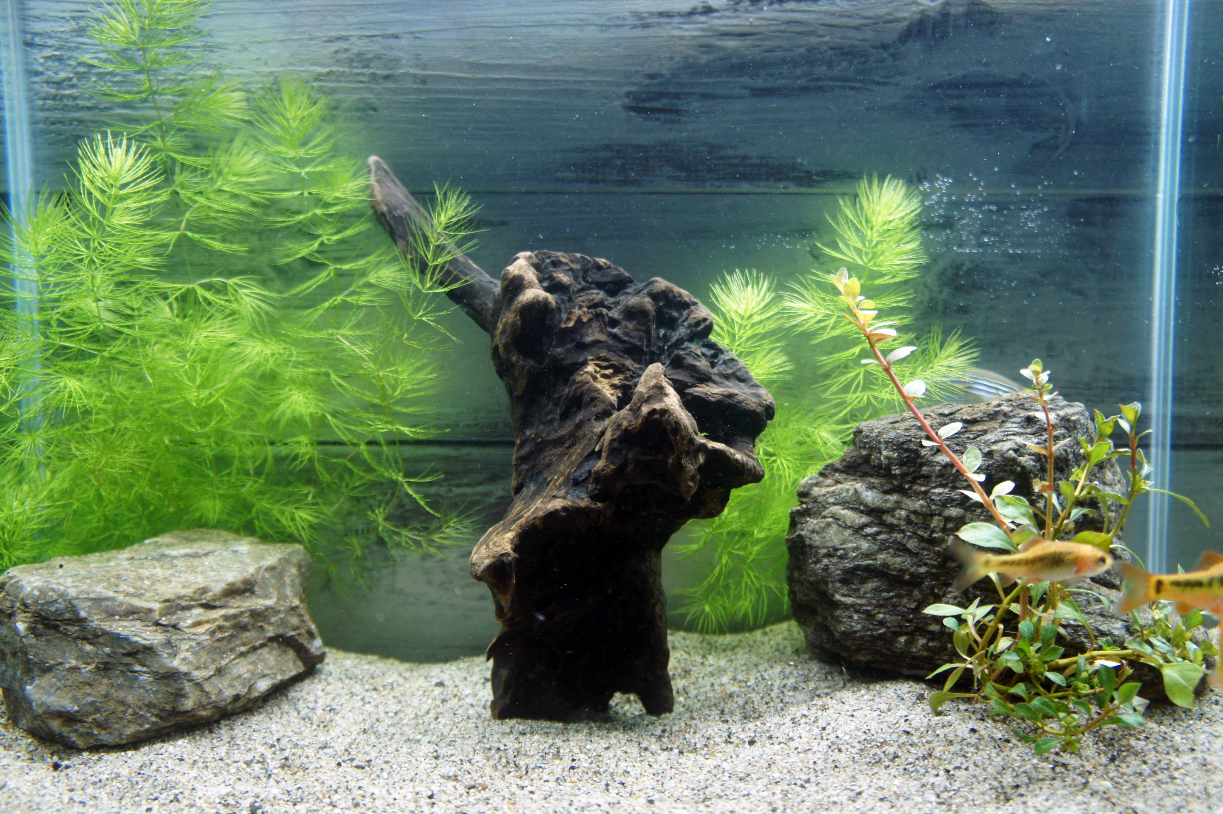 Tweets With Replies By Wood Drops Silhouetton Twitter