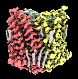 EMDB_EMPIAR's tweet photo. https://t.co/wPH8fbpJZR shows the spectacular structural basis for channel conduction in the pump-like channelrhodopsin ChRmine published @CellCellPress (https://t.co/yN95r7qi1p). A team effort of @hekatolab, @KarlDeisseroth and company. #CryoEM #EMDB_EMPIAR #SoManySenseis https://t.co/WgjL815SoQ