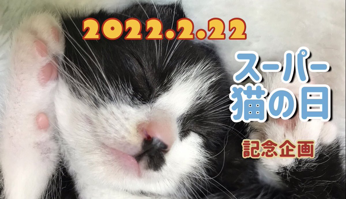 nekonohige22's tweet photo. 猫の日記念動画企画にご応募下さった方々ありがとうごにゃいます‼️みんにゃのおうちの猫ちゃん💕  https://t.co/nkD3534cC0 にて公開中‼️(੭ˊ꒳​ˋ)੭✧またはYoutubeチャンネル nako740で検索してにゃ🎵  #猫  #猫動画  #猫の日  #スーパー猫の日  #youtube  #cat  #catlover https://t.co/SqVCLO4evz