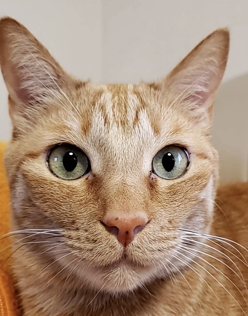 t_s_keeper's tweet photo. 2/22の猫の日に
25歳男子が全力で
実家の猫を手縫いで刺繍しました🐈

是非作品を見てもらいたく！
頑張ったんでバズらせてください🐈‍⬛

#猫の日
#ねこの日
#猫
#2月22日 https://t.co/uPuRJRvCTJ