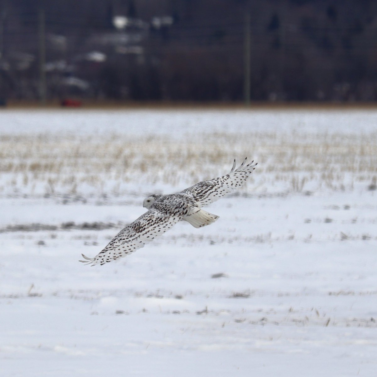 MichelleKisil's tweet photo. Fabulous way to start the week! 
Such a privilege to see &amp; be be able to capture a picture of her in flight! 
#Patience #SnowyOwl #BirdsOfPrey #OwlInFlight #StormHour #Camouflage #GetOutdoors #TwitterNatureCommunity #Ontario https://t.co/OEKYDnACHv