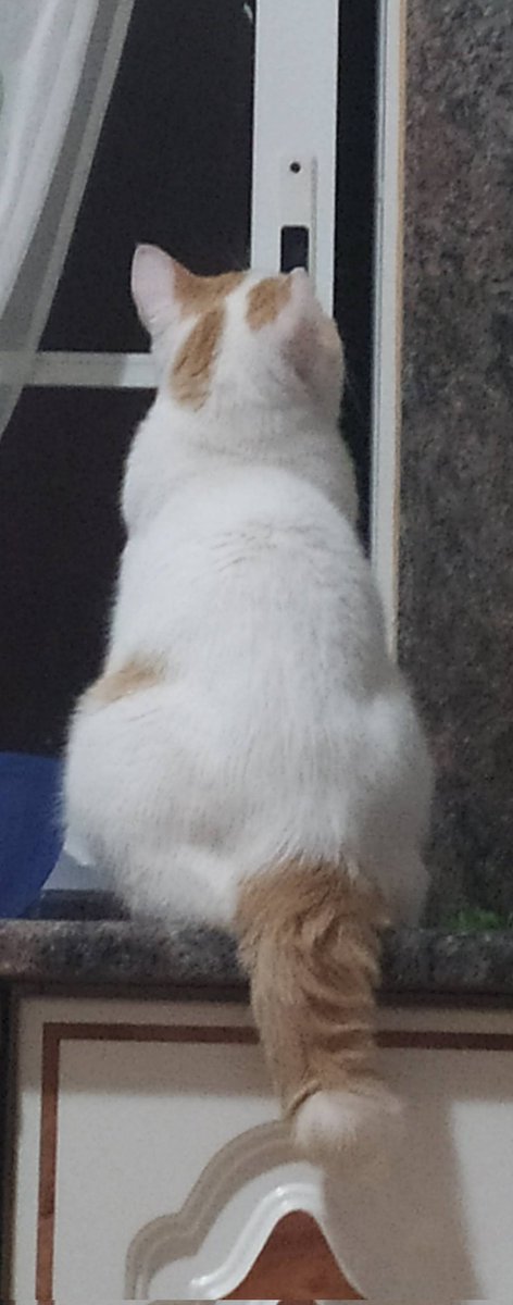 Un_fosquito's tweet photo. ⚠️Pepsi se ha perdido por la zona de Vilar de Astres. Es muy asustadizo así que si alguien lo ve, que se ponga en contacto conmigo directamente. Lo más característico es su cola corta.⚠️ 
Muchas gracias ❤️ https://t.co/FqGe6Lbrwp