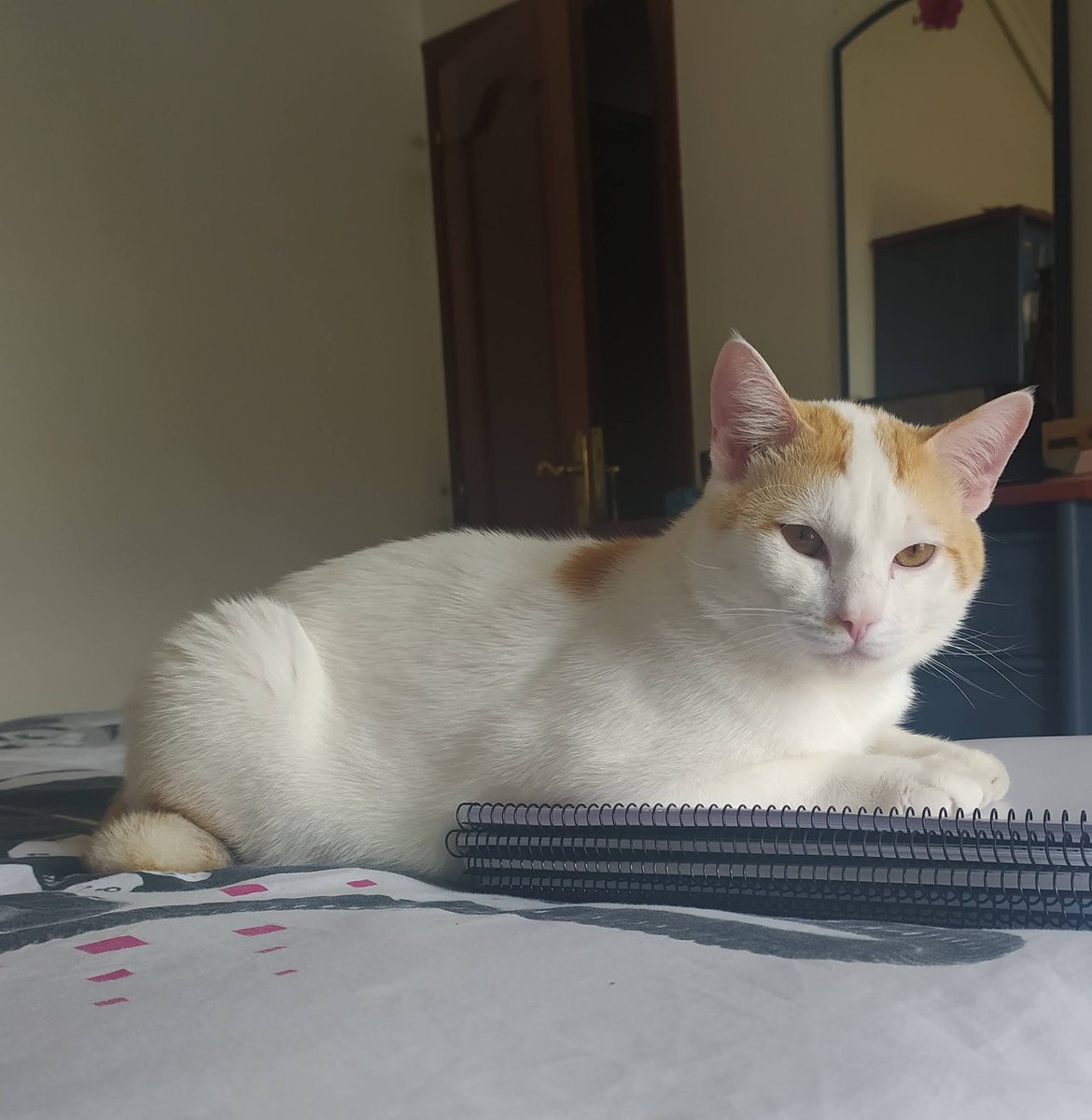 Un_fosquito's tweet photo. ⚠️Pepsi se ha perdido por la zona de Vilar de Astres. Es muy asustadizo así que si alguien lo ve, que se ponga en contacto conmigo directamente. Lo más característico es su cola corta.⚠️ 
Muchas gracias ❤️ https://t.co/FqGe6Lbrwp