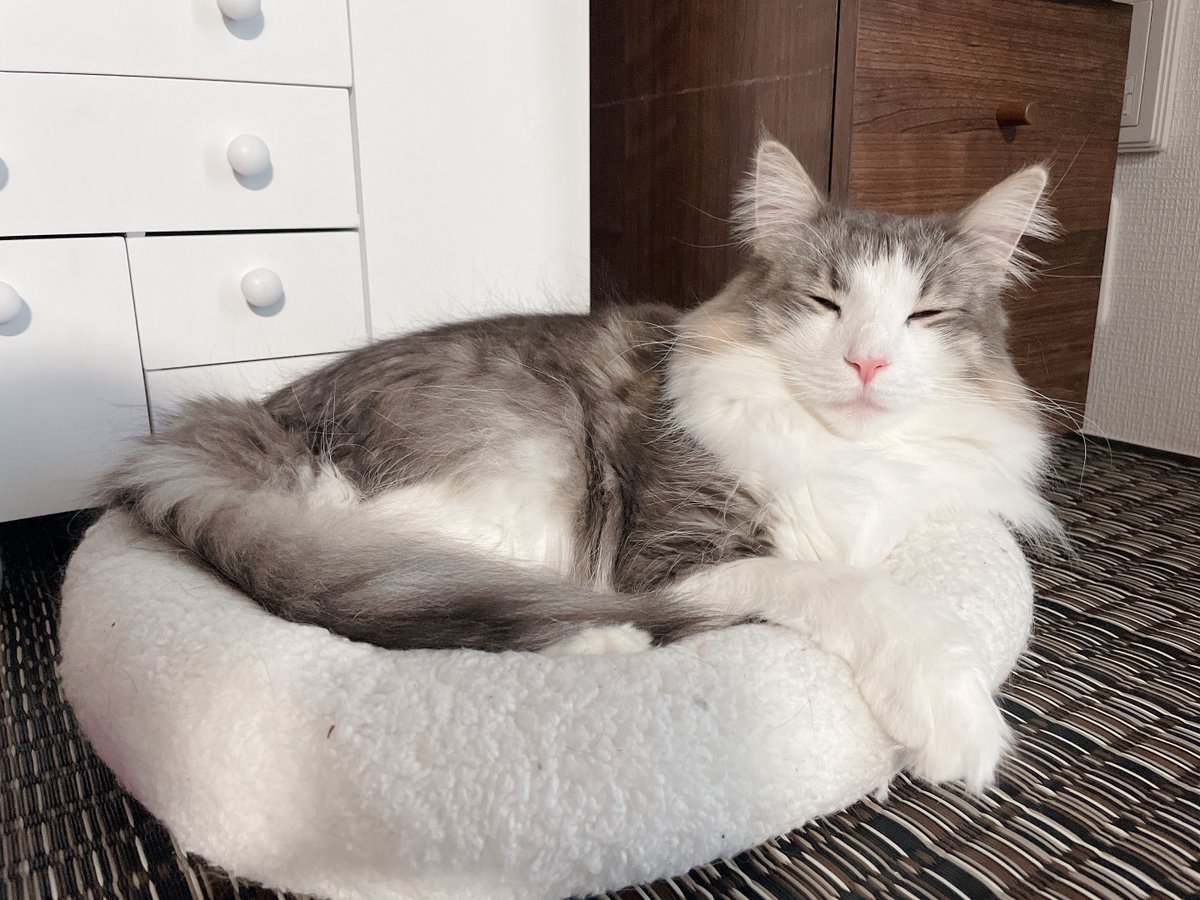 llya_cat's tweet photo. #猫の日
いつもありがとう😻 https://t.co/5cM462IsDx