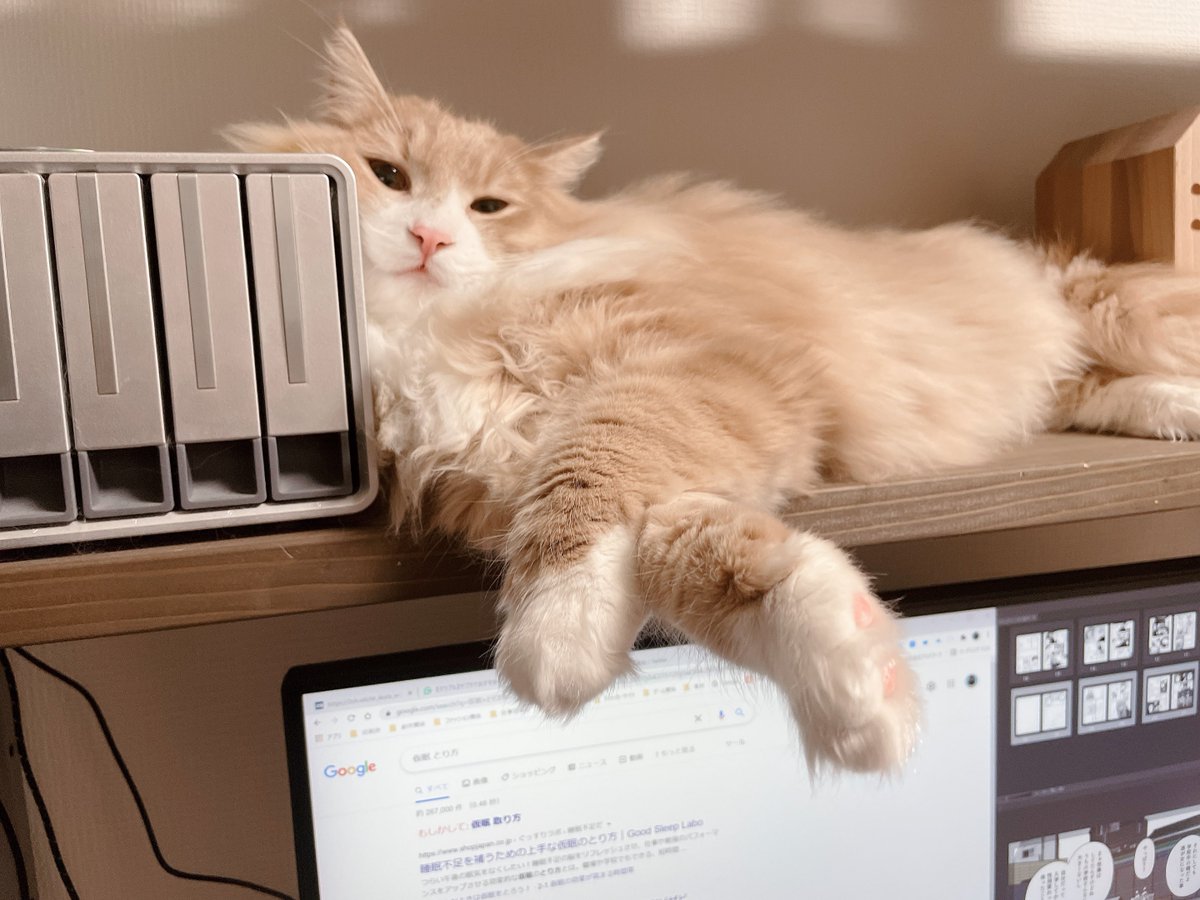 llya_cat's tweet photo. #猫の日
いつもありがとう😻 https://t.co/5cM462IsDx
