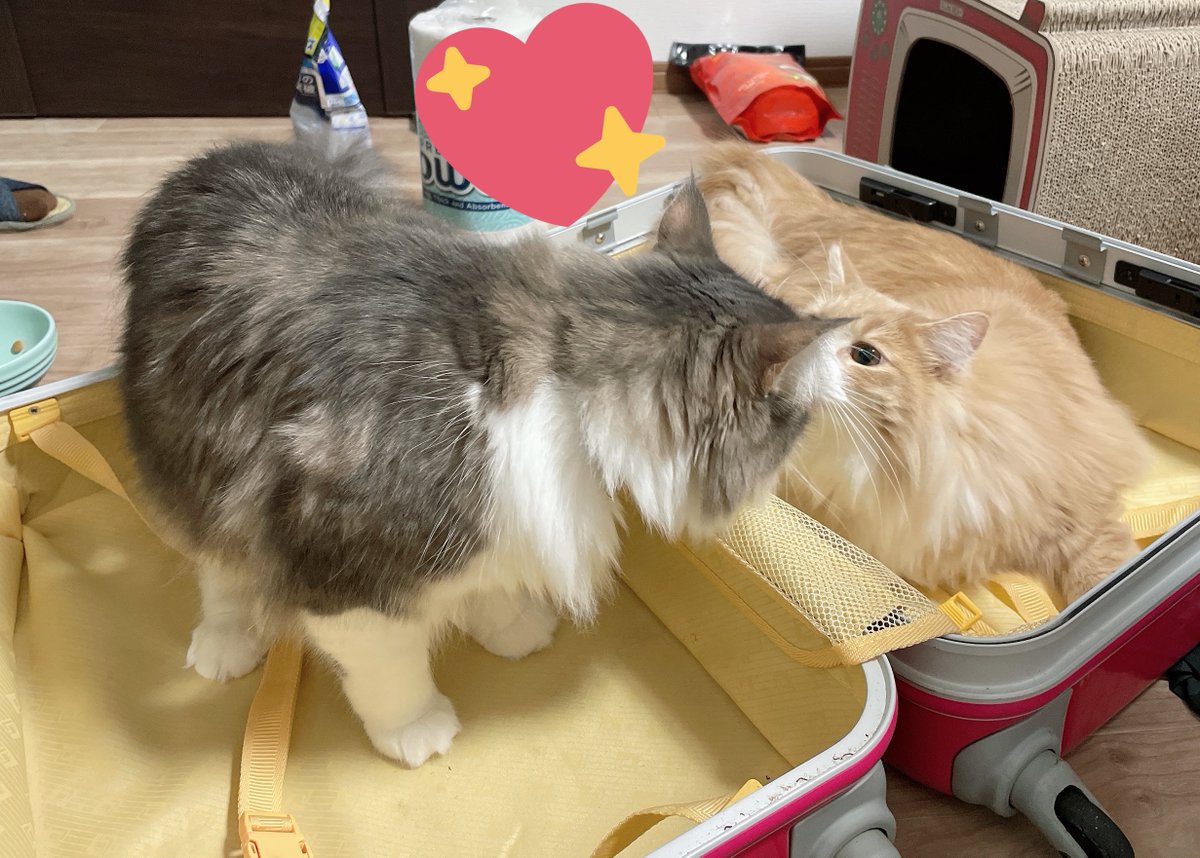 llya_cat's tweet photo. #猫の日
いつもありがとう😻 https://t.co/5cM462IsDx